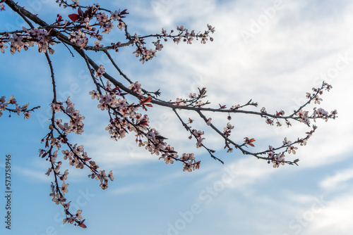 cherry blossom in spring