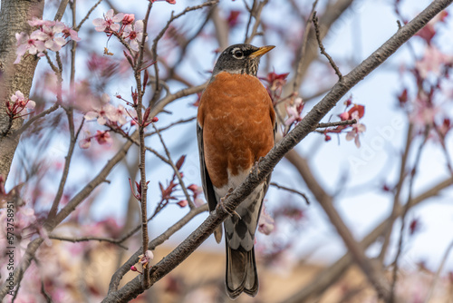 robin on a branch