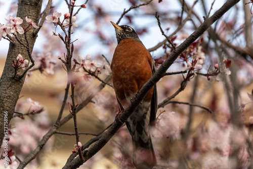 robin on a branch