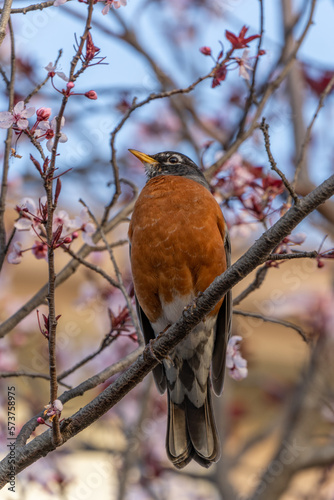 robin on a branch
