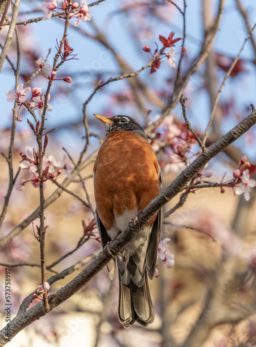robin on a branch