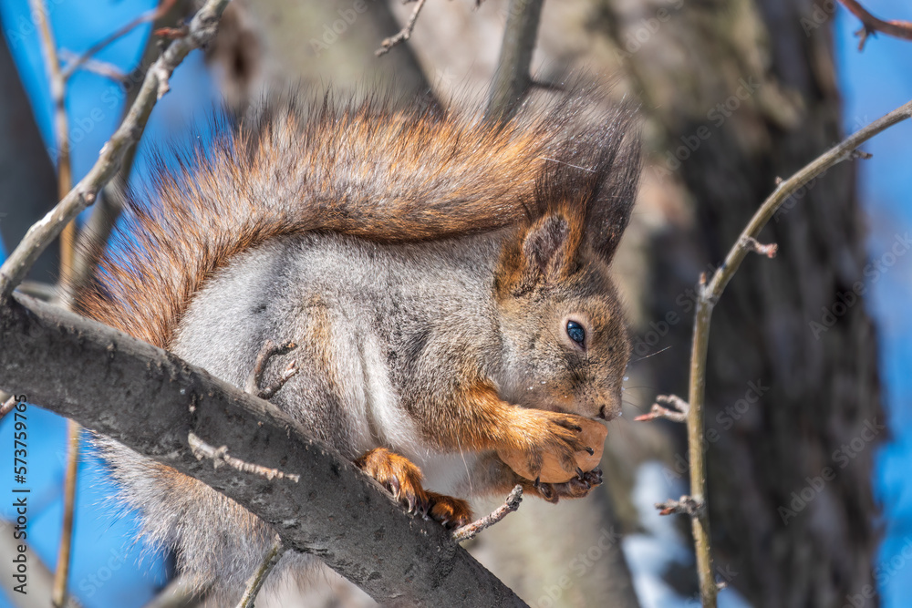 Fototapeta premium The squirrel with nut sits on tree in the winter or late autumn