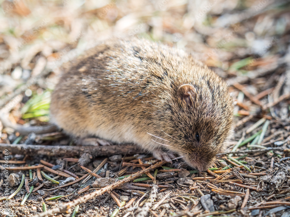 A closeup of a Common vole, Microtus arvalis, on the ground with a blurry background A closeup of a Common vole, Microtus arvalis, on the ground with a blurry background