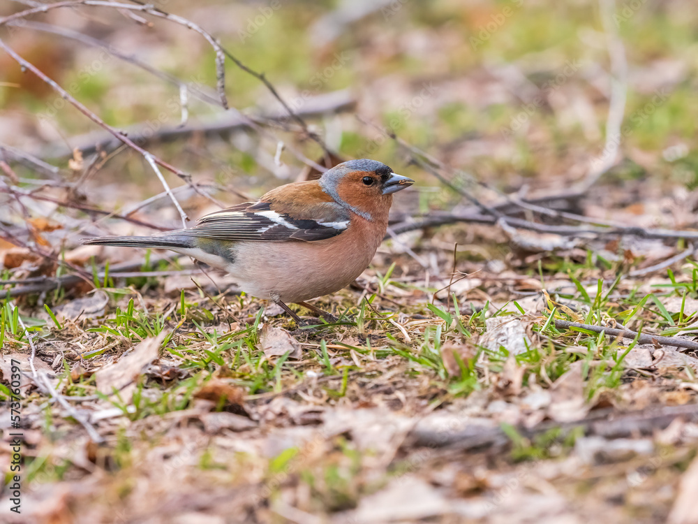 Common chaffinch, Fringilla coelebs, sits on a green lawn in spring. Common chaffinch in wildlife. Common chaffinch, Fringilla coelebs, sits on a green lawn in spring. Common chaffinch in wildlife.