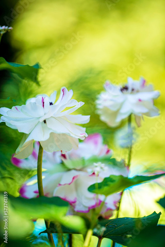 white ranunculus in the garden