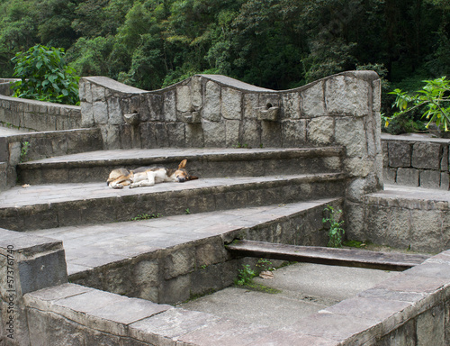 dog sleeping on the steps of a dry fountain