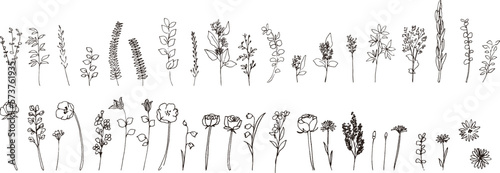 手描きの植物ベクターイラスト。モノクロの植物線画イラスト。春のナチュラル植物挿絵。Hand drawn vector botanical illustration. Black and white botanical line drawing illustration. Spring natural plant illustration.