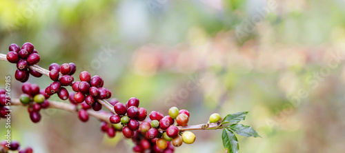 banner ripe coffee beans on brance tree. harvesting Robusta and arabica  coffee berries by agriculturist hands, Worker Harvest arabica coffee berries on its branch. © noizstocker