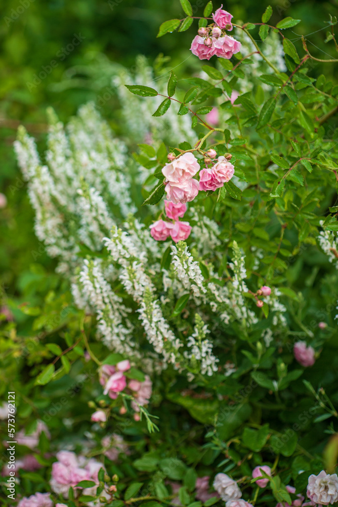 pink roses in the garden pink roses in the garden
