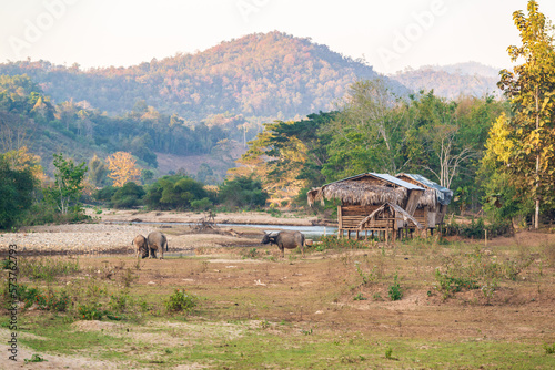 Fototapeta Naklejka Na Ścianę i Meble -  Two young buffaloes are using their horns to fight, and another one watching them, beside the river at Mueang Khong, Chiang Dao, Chiang Mai, Thailand.