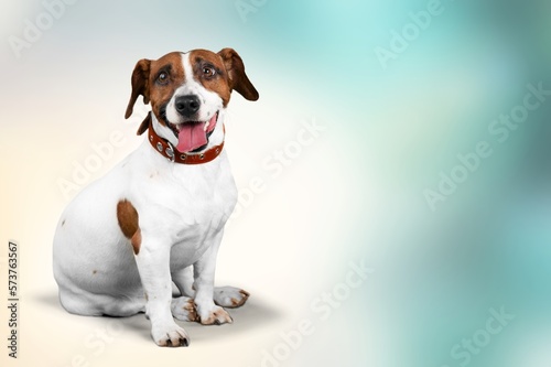 Happy young dog, posing on light background