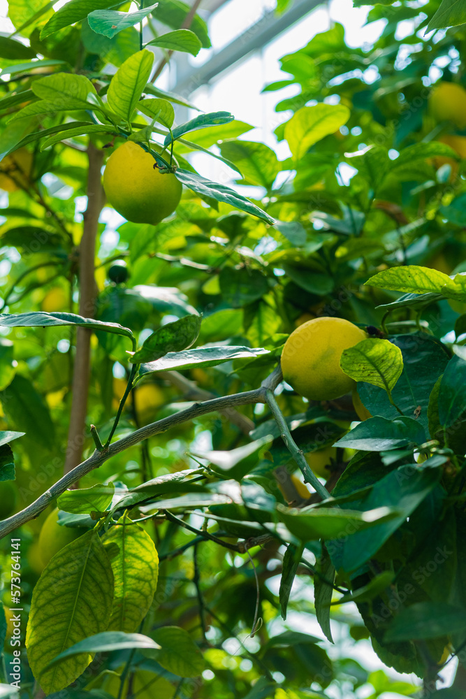 Unripe lemon growing in greenhouse