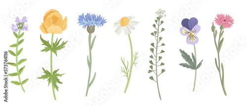 wild plants, field flowers, vector drawing herbs at white background, floral elements, hand drawn botanical illustration