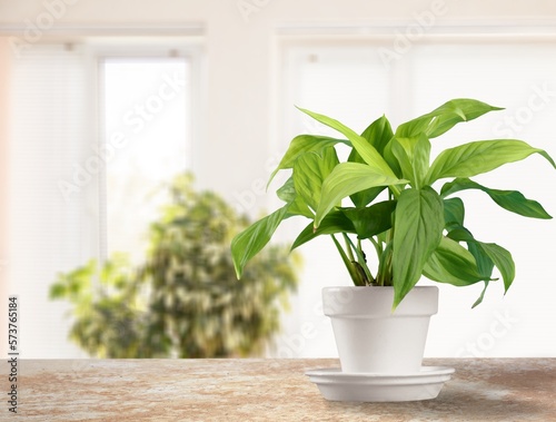 Potted house green plant on the windowsill