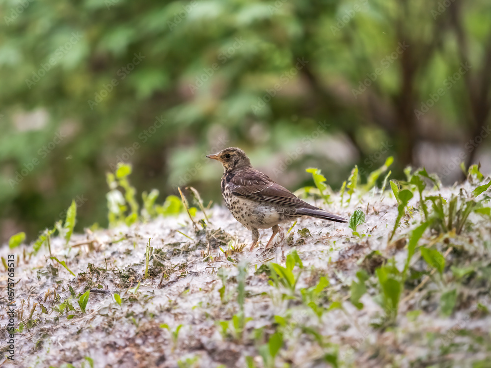 Wood bird Fieldfare, Turdus pilaris, on a sprng lawn. Wood bird Fieldfare, Turdus pilaris, on a sprng lawn.