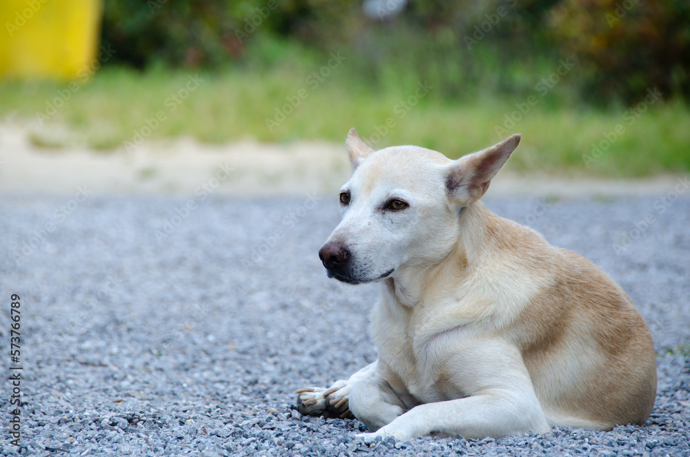 Thai dog is lying on the ground and looking at somewhere.