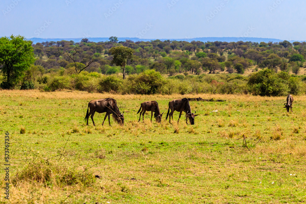 Herd of blue wildebeest (Connochaetes taurinus) in savannah in Serengeti national park in Tanzania. Great migration Herd of blue wildebeest (Connochaetes taurinus) in savannah in Serengeti national park in Tanzania. Great migration