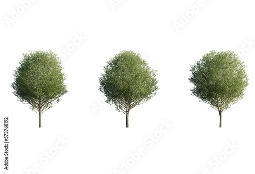 Carpinus Betulus tree png