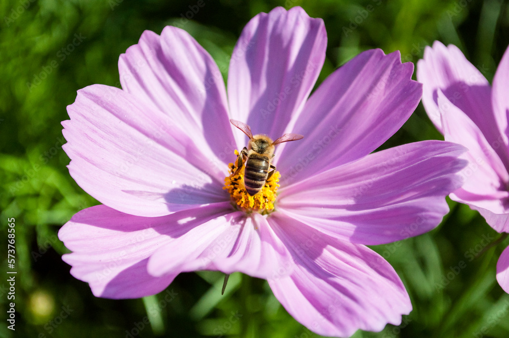 A bee stopped on a cosmos flower gathering honey A bee stopped on a cosmos flower gathering honey