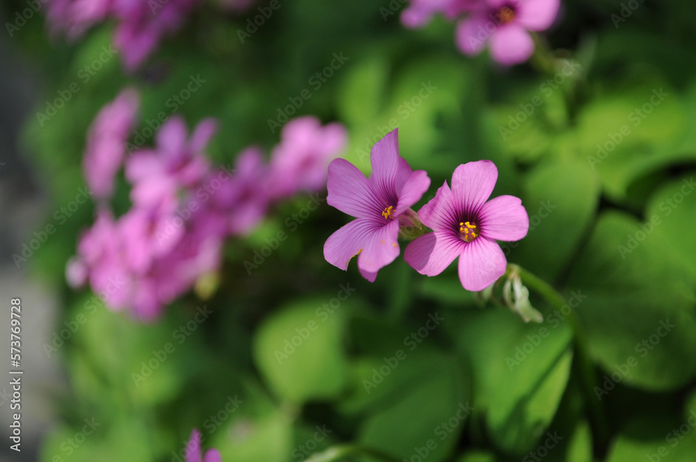 pink flowers of four-leaf clover