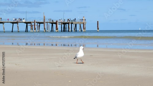 Seagull at Glenelg Beach Jetty Seagull Walk on Beach by Jetty  photo