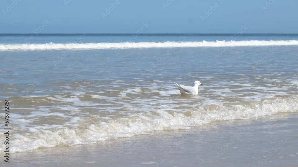 Seagull Floating on Sea Waves on Beach Seagull Walking Seagull in Ocean Waves Seagull Floating on Sea Waves on Beach Seagull Walking Seagull in Ocean Waves