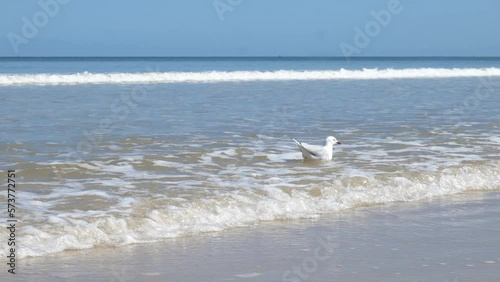 Seagull Floating on Sea Waves on Beach Seagull Walking Seagull in Ocean Waves photo