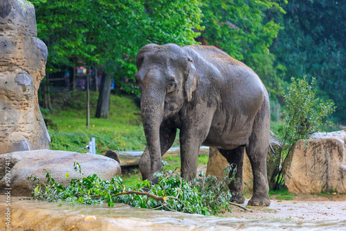 The elephant during the rain. Background with selective focus and copy space