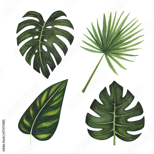 Set Tropic leaf Monstera, palm watercolor isolated on white. Watercolor hand drawn botanical llustration for design