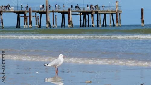 Seagull Glenelg Jetty Waves on Beach by Coast with Seagull on Sand photo