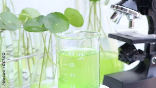 Centella asiatica leaves and green water in biological test tubes, science experiment