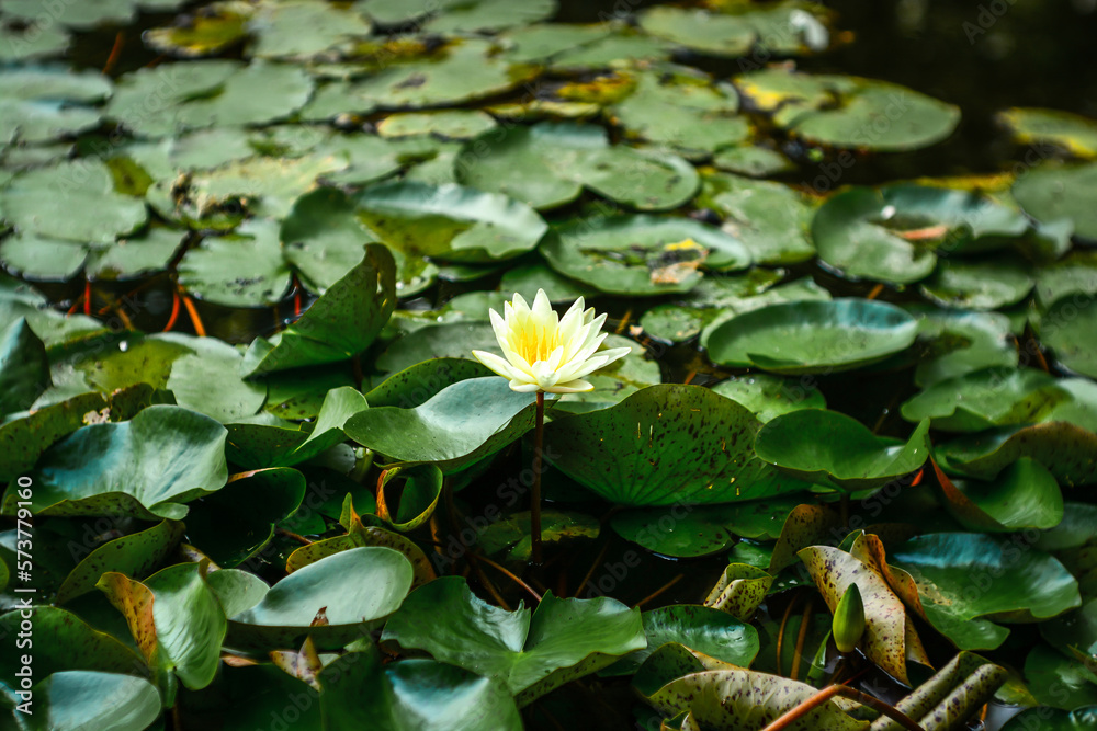 Beautiful Thai white lotus flower blooming in the pond and green lotus leaves around