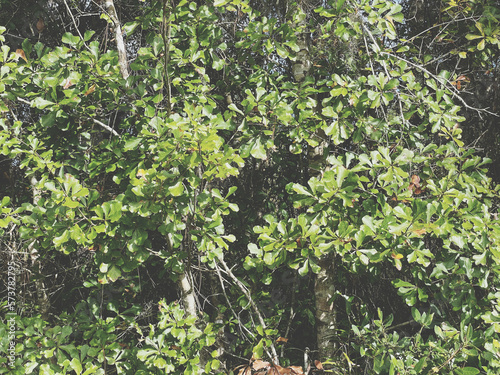 giant bush looking tree in forest 