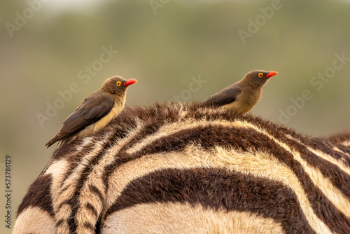 Schilderij op canvas Oxpeckers hitching a ride on a zebra