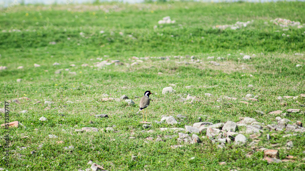 Red-wattled lapwing (Vanellus vanellus) in a field Red-wattled lapwing (Vanellus vanellus) in a field