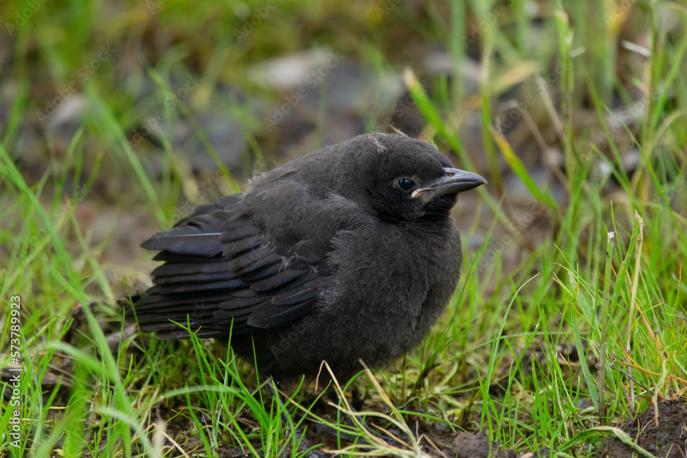 Hungry baby of Brown-headed cowbird is sitting in grass. Hungry baby of Brown-headed cowbird is sitting in grass.