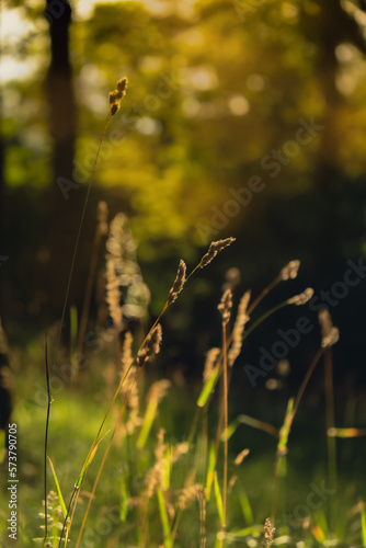 Fresh green grass Ears of rice in the light of dusk gusty wind plays with green grass. Natural meadow grass slowly swayed by wind blow. The beautiful green swaying grass field is relaxing romantic. © anna.stasiia