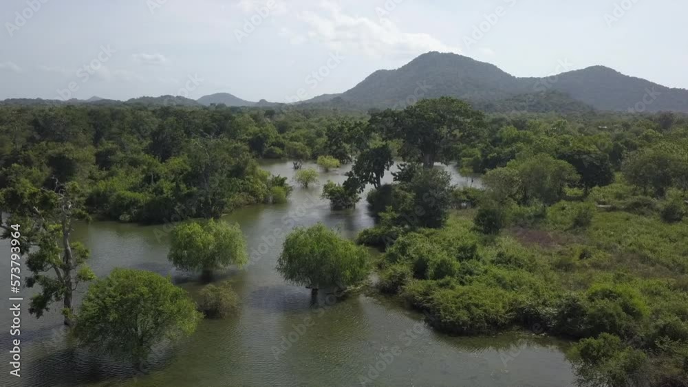 Low marsh aerial flyover of flooded jungle wetland, beauty in nature Low marsh aerial flyover of flooded jungle wetland, beauty in nature