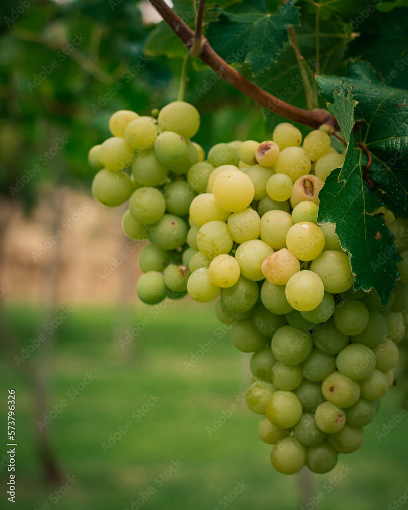 Uva Blanca Uva Blanca