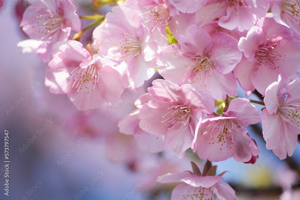 Obraz premium 桜のクローズアップ