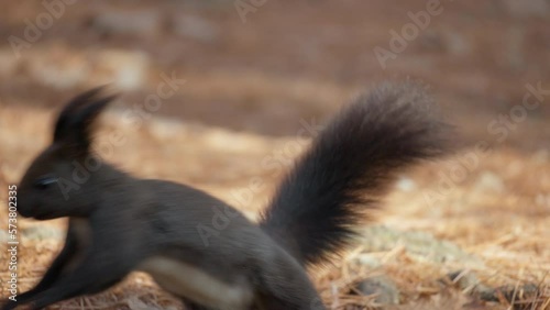 Portrait of Eurasian Red Squirrel (Sciurus vulgaris orientis) Standing on Hind Legs in Autumn Forest - Close-up photo