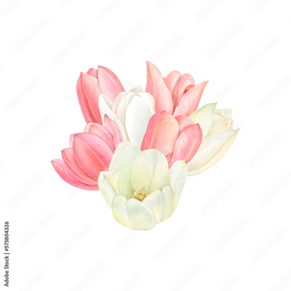 Waretcolour square card with pink and white tulip flowers in the center on white background Waretcolour square card with pink and white tulip flowers in the center on white background