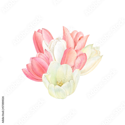 Waretcolour square card with pink and white tulip flowers in the center on white background #573804326
