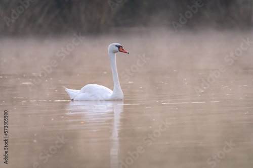 white swan in the morning light with fog on a pond in the Czech Republic