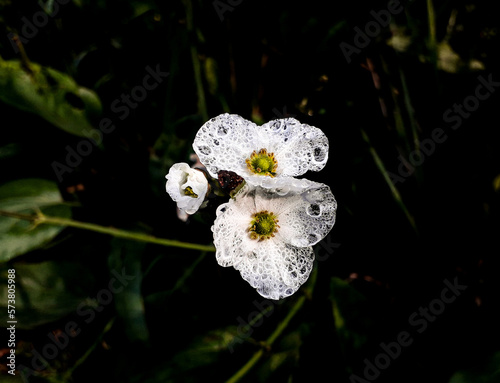 Beautiful white and yellow flower