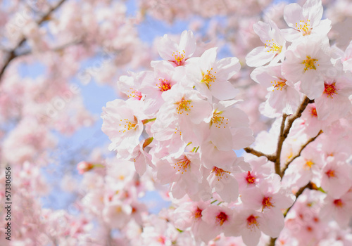 満開の桜の花のクローズアップ、サクラの花の咲く春の風景、さくらの背景素材