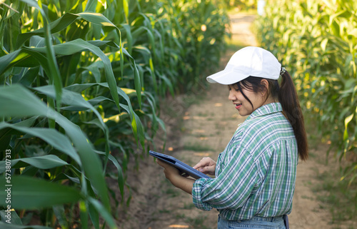 Farmer business woman in corn field, uses tablet computer. Woman farmer with digital tablet works in corn field. Agricultural business concept. Growing food. Harvest in field in autumn. Farmer field