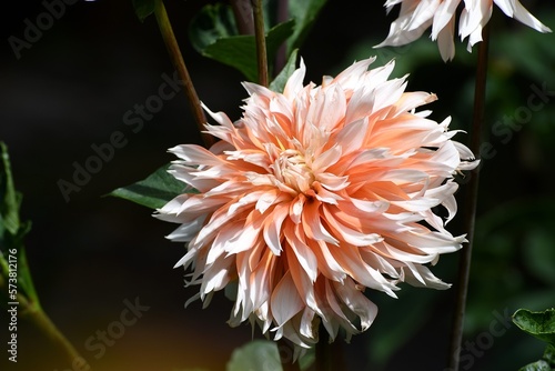 Dekorative Dahlie 'Apelsini Sniega'