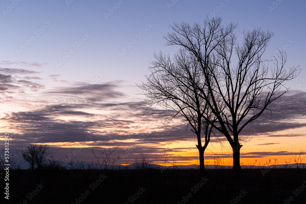 Landscape with old poplars without leaves in winter with the colors of the sky at sunset. Region of El Páramo, León, Spain.