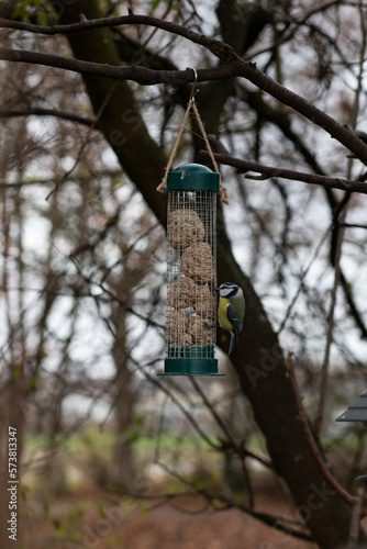 Blaumeise in der Natur